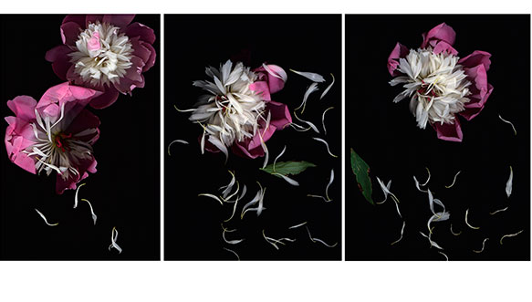 Marjukka Vainion kolmen kukka-aiheisen teoksen sarja.
