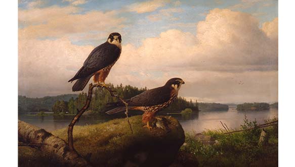 Ferdinand von Wright, Nuolihaukkapari, 1892. Kaksi haukkaa, joista toinen istuu oksalla ja toinen kallion päällä. Taustalla järvimaisema.