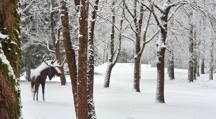 Kouvolan taidemuseon kokoelmiin kuuluva Hirvi-veistos Kouvolatalon puistossa.