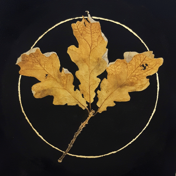 Udi Salmiaitta, The oak of righteousness ll, (Quercus robur). Mustalla pohjalla keltainen tammen lehti.