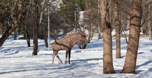 Altti Heiskasen Hirvi-veisto