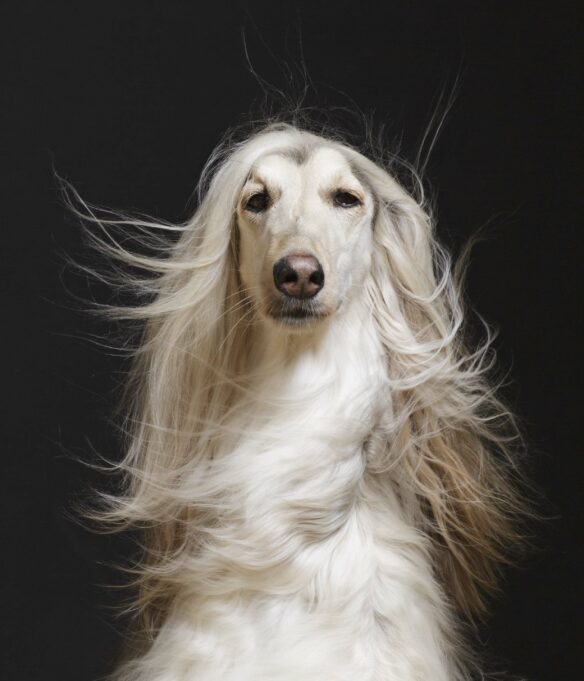 Tumma tausta ja vaalea pitkäkarvainen koira, jonka turkki hulmuaa tuulessa. Koira istuu ja katsoo kameraan.