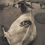 Koira nukkumassa maassa makaavan lehmän selän päällä.
